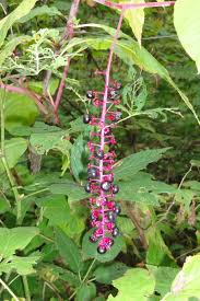 Attēlu rezultāti vaicājumam “Phytolaccaceae”