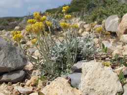 Image result for Helichrysum subulifolium