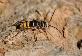 Attēlu rezultāti vaicājumam “Plagionotus detritus imago”