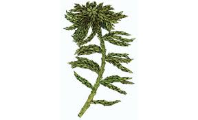 Attēlu rezultāti vaicājumam “Sphagnum platyphyllum”