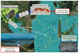 Attēlu rezultāti vaicājumam “Maculinea teleius underside”