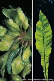 Attēlu rezultāti vaicājumam “Rumex hydrolapathum fruit”