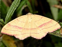 Attēlu rezultāti vaicājumam “Rhodostrophia vibicaria”