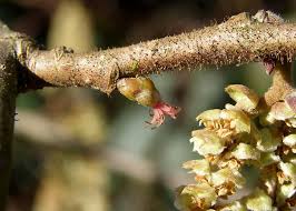 Attēlu rezultāti vaicājumam “Corylus avellana female flower”