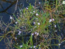 Attēlu rezultāti vaicājumam “Veronica scutellata fruit”