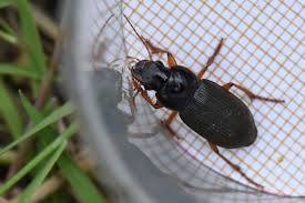 Attēlu rezultāti vaicājumam “Pseudoophonus rufipes”