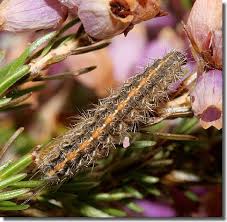 Attēlu rezultāti vaicājumam “Diacrisia sannio larva”