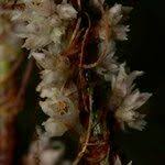 Attēlu rezultāti vaicājumam “Cuscuta epithymum subsp. trifolii flower”
