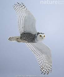 Image result for Bubo scandiacus