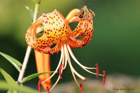 Attēlu rezultāti vaicājumam “Lilium lancifolium bud”