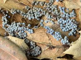 Attēlu rezultāti vaicājumam “myxomicetes”