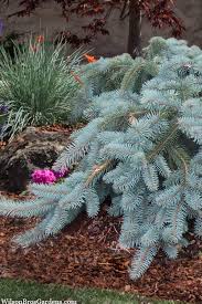 Attēlu rezultāti vaicājumam “Picea pungens”