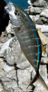 Image result for Caranx ruber