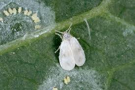 Attēlu rezultāti vaicājumam “Sternorrhyncha”