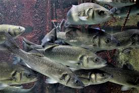 Image result for Dicentrarchus labrax