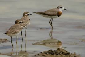 Image result for Charadrius asiaticus