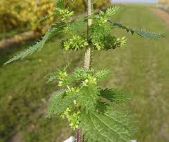 Attēlu rezultāti vaicājumam “Urtica urens leaf”