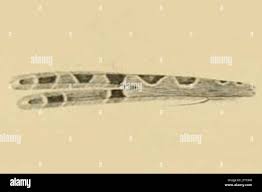 Attēlu rezultāti vaicājumam “Platyptilia gonodactyla imago”