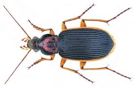 Attēlu rezultāti vaicājumam “Licea chelonoides”