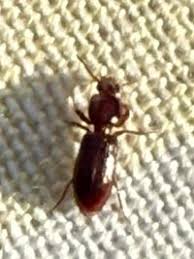 Attēlu rezultāti vaicājumam “Clivina fossor”