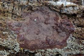 Attēlu rezultāti vaicājumam “Ceriporia excelsa”