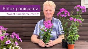 Image result for Phlox paniculata `Sweet Summer`