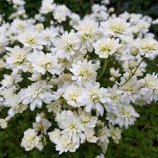 Attēlu rezultāti vaicājumam “Saxifraga granulata”