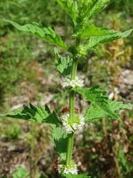Attēlu rezultāti vaicājumam “Lycopus europaeus”