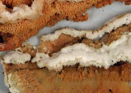 Attēlu rezultāti vaicājumam “Phlebia serialis”