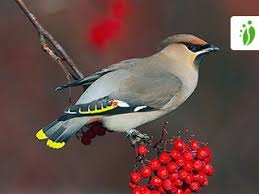 Attēlu rezultāti vaicājumam “Bombycilla garrulus”