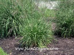 Attēlu rezultāti vaicājumam “Molinia caerulea flower”