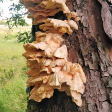 Attēlu rezultāti vaicājumam “Laetiporus sulphureus”