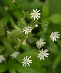 Attēlu rezultāti vaicājumam “Stellaria crassifolia”