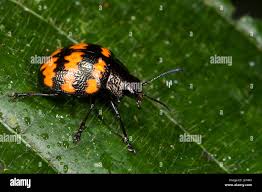 Attēlu rezultāti vaicājumam “Erotylidae”