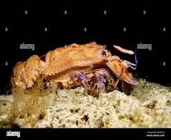 Image result for Scyllarides latus