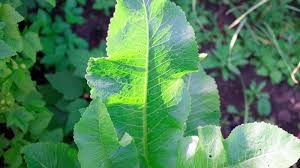 Attēlu rezultāti vaicājumam “Armoracia rusticana leaf”