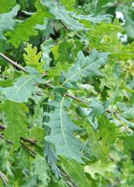 Attēlu rezultāti vaicājumam “Quercus robur leaf”
