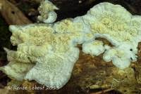 Attēlu rezultāti vaicājumam “Phlebia rufa”