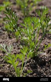 Attēlu rezultāti vaicājumam “Eschscholzia californica leaf”