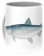 Image result for Coregonus artedi