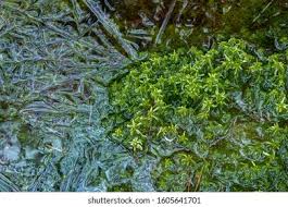 Attēlu rezultāti vaicājumam “Sphagnum fallax”