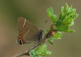 Attēlu rezultāti vaicājumam “Satyrium w-album”