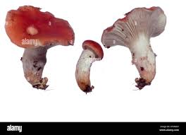 Attēlu rezultāti vaicājumam “Gomphidius roseus”