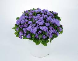 Image result for Ageratum houstonianum