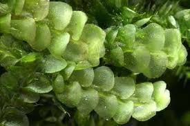 Attēlu rezultāti vaicājumam “Antitrichia curtipendula sporophyte”