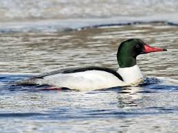 Attēlu rezultāti vaicājumam “Mergus merganser”