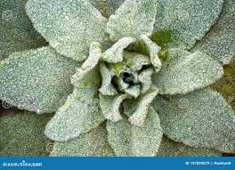 Attēlu rezultāti vaicājumam “Verbascum densiflorum bud”