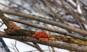 Attēlu rezultāti vaicājumam “Hypocreopsis lichenoides”