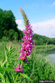 Image result for Lythrum salicaria