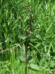 Attēlu rezultāti vaicājumam “Scrophularia nodosa”